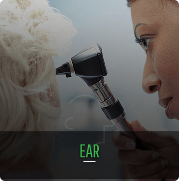 Ear